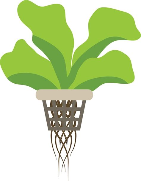 Premium Vector Hydroponic Vegetables