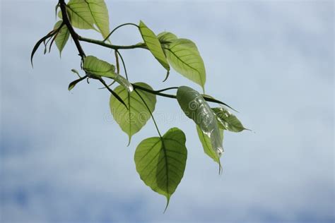 Pho Leaves In The Evening Green Leaf Pho Leaf Bo Leaf Bothi Leaf With