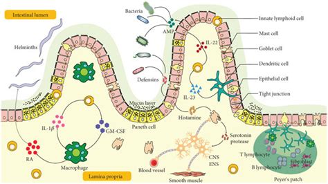 Illustration Of Intestinal Barrier Structure And Functions The Download Scientific Diagram