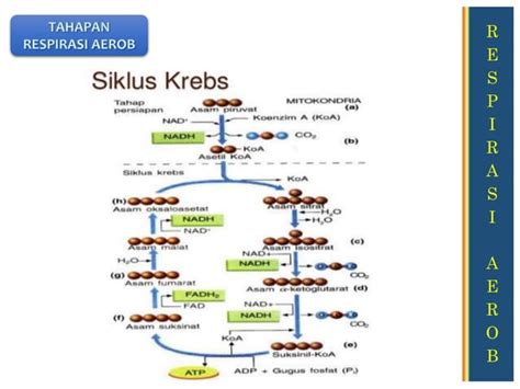 Materi Enzim Dan Metabolisme Kelas Xii Sma Smk Ppt