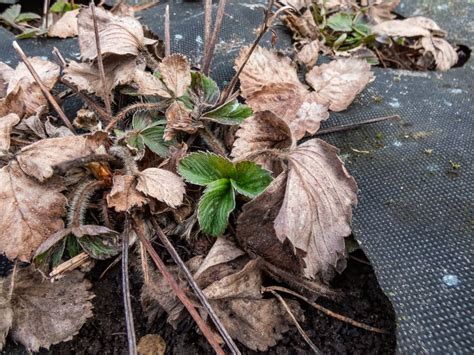 Are Dried Up Strawberry Plants Dead Strawberry Plants