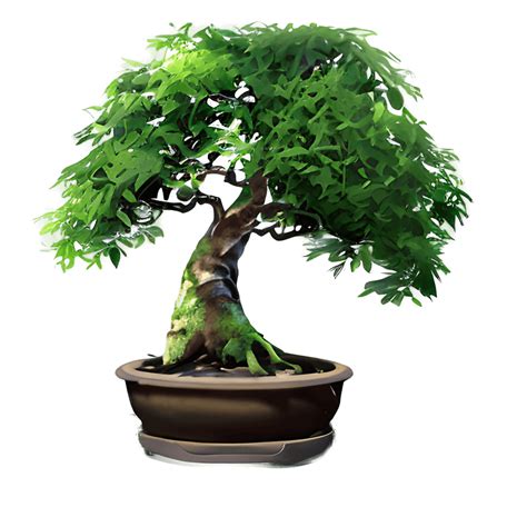 Bonsai Tree Watercolor Graphic Creative Fabrica