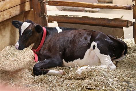 埼玉県こども動物自然公園ナイトズー2023⑭～ホルスタインっ仔「アンズ」とマヌルネコ「オリーヴァ＆ロータス」 続々・動物園ありマス。