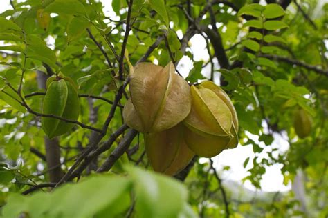 How To Grow Star Fruit Carambola From Seed To Harvest Check How This