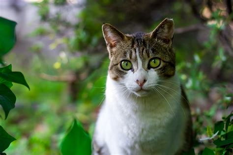 Зеленые коты картинки