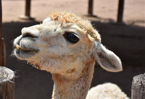 Close Up Look Into The Profile Of An Alpaca Stock Photo Image Of