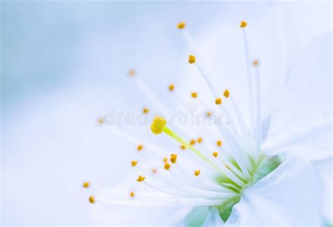 Vacker Blomma R Ett Mycket N Ra Blommande Ppeltr D I Makro Arkivfoto