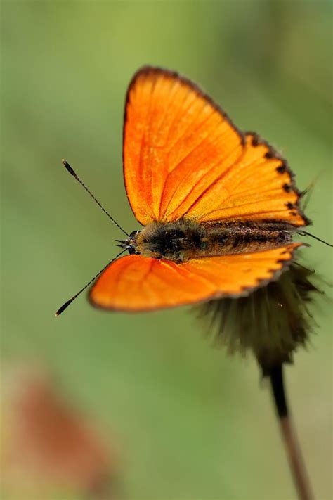 Orange Butterfly Meaning The 8 True Spiritual Messages