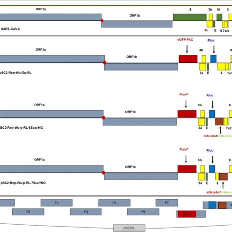 Construction Of Sars Cov Replicon Clones A Schematic Of The