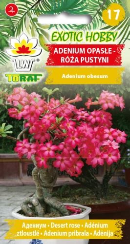 R A Pustyni Adenium Opas E R Owe Sukulent Nasiona Toraf Szt Semer