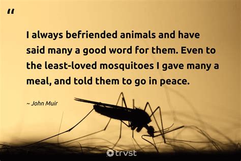 25 Mosquito Quotes About The Infamous Insects