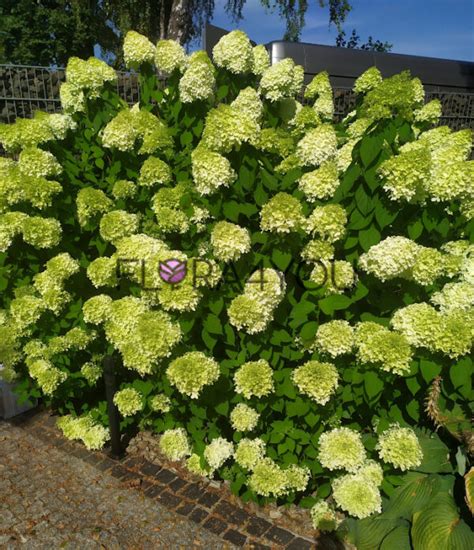 Hortensja Bukietowa Limelight Pbr Hydrangea Paniculata Sadzonki 3l