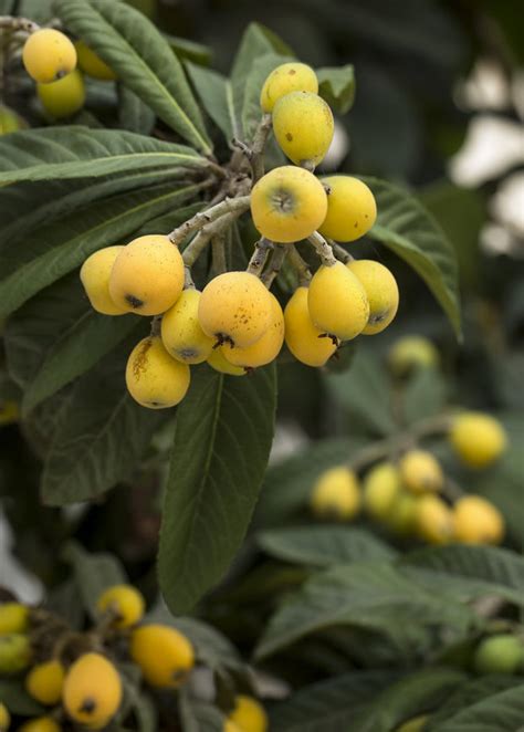 Champagne Loquat Fruit Tree, Eriobotrya japonica | Sow Exotic