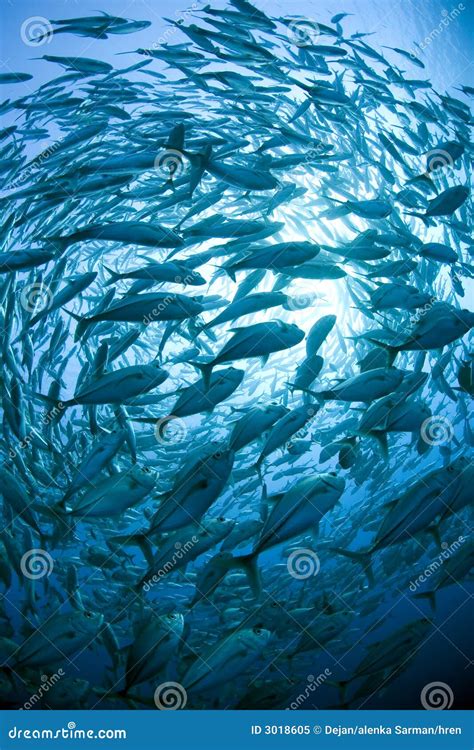 School Of Fish Stock Image Image Of Marine Swim Natural 3018605