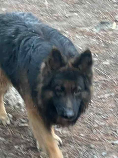 German Shepherd Dogs And Puppies Gumtree Australia Moorabool Area