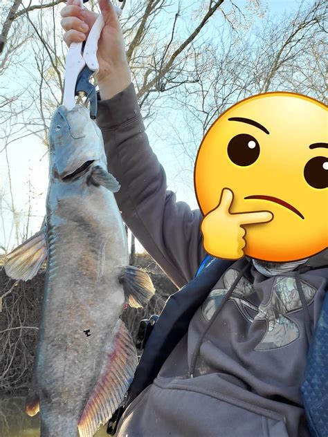 Blue Cat Compared To Channel Cat at Lisa Post blog