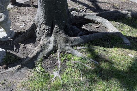 Mulching Surface Tree Roots Grafting An Apple Tree The Dirt Gardener