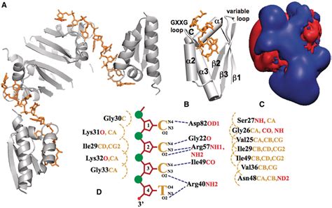 Schematic Representations Of The Cp Kh Mer Dna Complex A