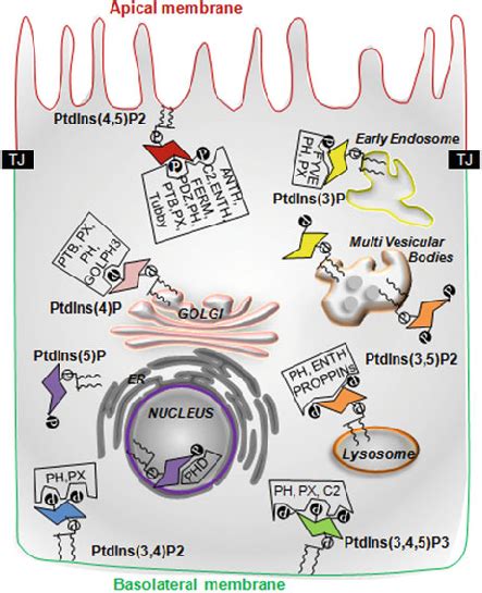 2 Subcellular Distribution Of Pis And Their Recognized Effectors