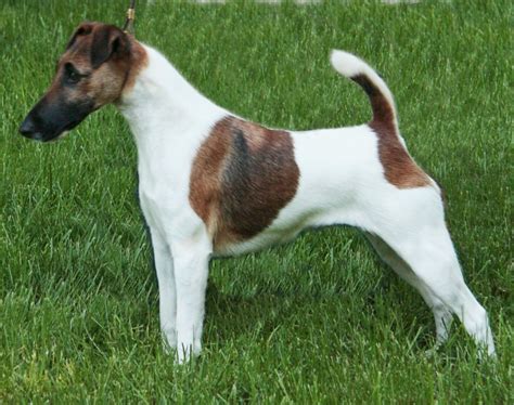 Smooth Fox Terrier Breed Guide Learn About The Smooth Fox Terrier