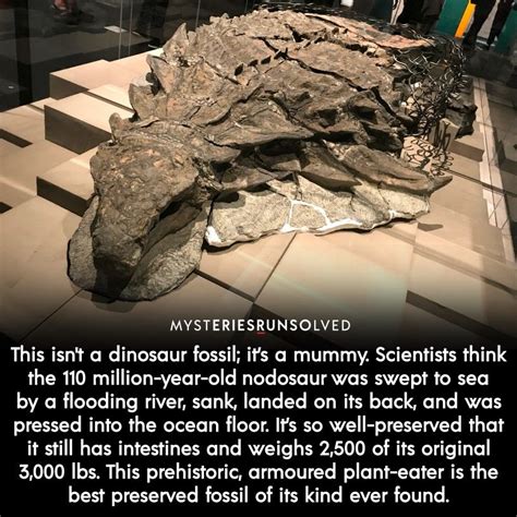 110 Million Year Old Fossil 8 Most Well Preserved Fossils True Interesting Facts