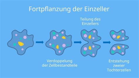 Einzeller Einfach Erkl Rt Arten Beispiele Mit Video