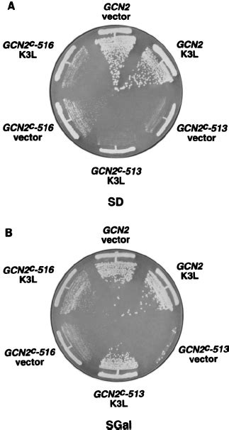 Expression Of K L Suppresses The Slow Growth Phenotype Of Strains