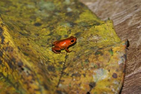 Newly Discovered Dart Frog in Amazon is smaller than a Coin