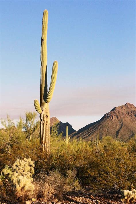 Things To Do In Saguaro National Park Weekend Guide To Saguaro National