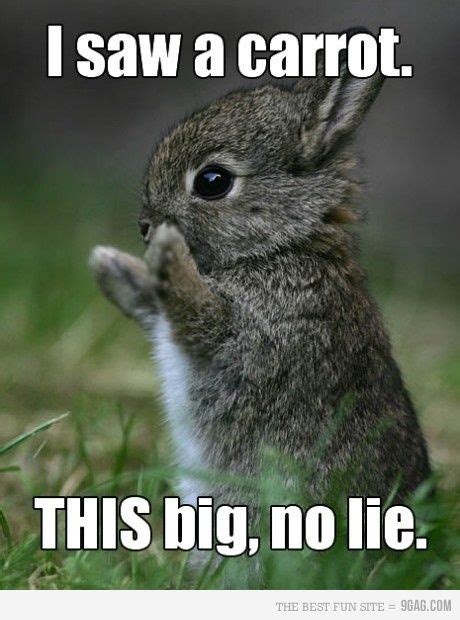 Ridiculous Bunny Quotes. QuotesGram