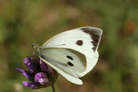 Pieris Brassicae Alchetron The Free Social Encyclopedia