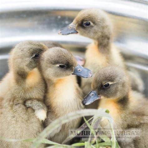 Murray McMurray Hatchery - Blue Swedish Ducks