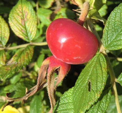 Hagebutte Und Eberesche Herbstliche Wildfr Chte Raempel