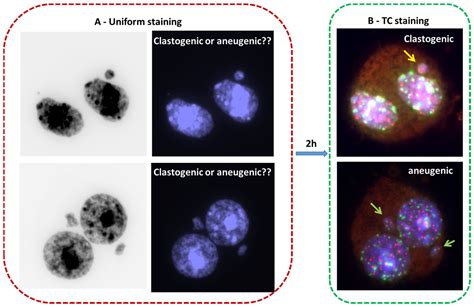 Ijms Free Full Text High Resolution And Automatable Cytogenetic