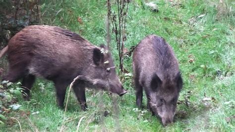 Wildschweine In Der Rauschzeit Wild Boar In The Frenzy Youtube