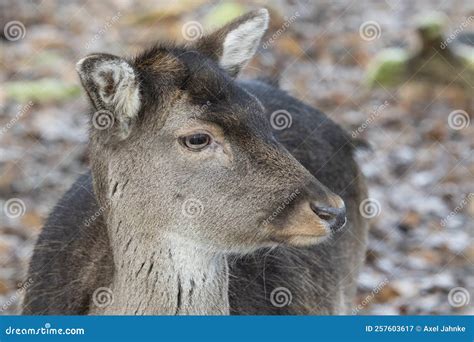 Head Portraits Of A Young Fallow Deer Looking To The Right Stock Image