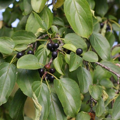 Vente Rhamnus Cathartica Nerprun Purgatif Mesarbustes