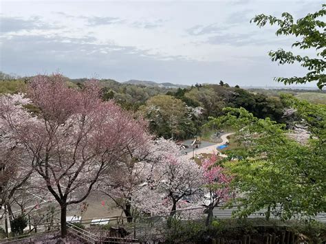 白山〜飯山桜まつり〜 はっぱさんの塔ノ岳・丹沢山・蛭ヶ岳の活動データ Yamap ヤマップ