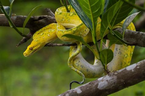 Green Tree Python Morelia Viridis En La Rama De Un Rbol Serpiente De