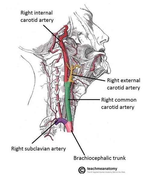 Veins And Arteries Of The Head And Neck