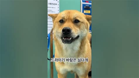 셀프목욕2탄드라이기 바람 치우라개😂 Jindodog 반려견 Doglover Jindopuppy 강아지 강아지일상