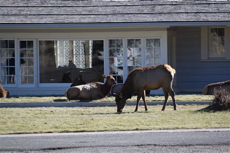 Old Yellowstone: Inside Yellowstone National Park's Executive House - Yellowstone Insider