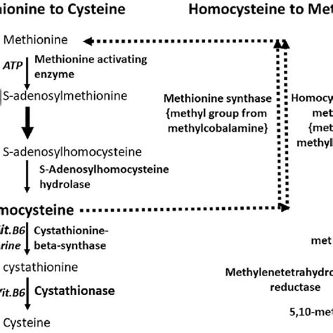 Metacyc Pathway Glycine Betaine Biosynthesis Ii Gram Positive Bacteria Download Scientific