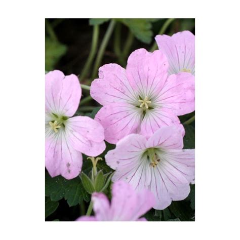 Geranium Dreamland Geranium vivace Le Châtel des vivaces