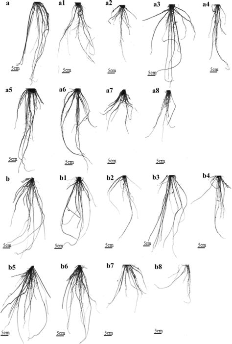 The morphology of rice roots under different treatments during the ...