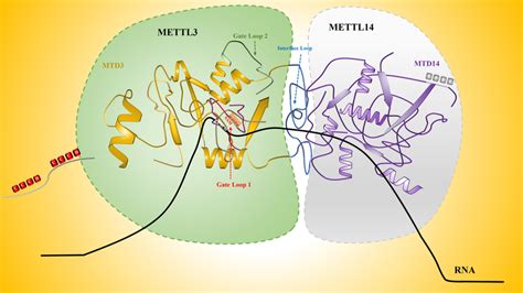 The Mettl Meetl Methyltransferase Complex Mtd Of Mettl Is The