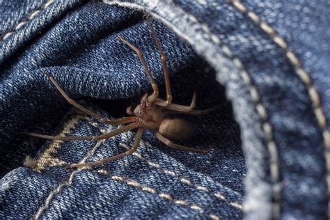 What To Do If You Get Bitten By A Brown Recluse Spider