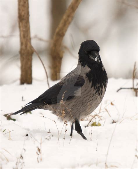 corvus corone cornix    hellhorse  deviantart