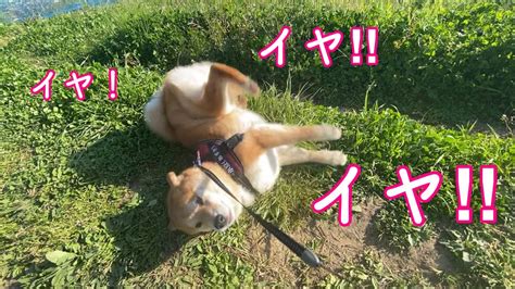 散歩から絶対に帰りたくない柴犬 浪速の柴犬 Shibainu Youtube