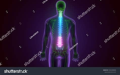 D Illustration Skull Spinal Cord Anatomy Ilustra Es Stock